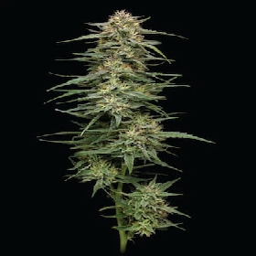 Raspberry Parfait > Humboldt Seed Company